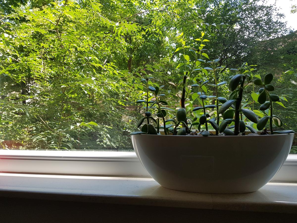 Downtown Garden Nest Daire